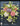 Hydrangea Collection