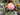 Peach Orchard Wreath for Front Door with Life-Size Fruit - TwoInspireYou