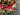 Holiday Red Peony Wreath with with Cream Berries - TwoInspireYou