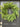 Norfolk Pine Wreath for Front Door - TwoInspireYou