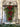 Norfolk Pine and Berry Mini Swag for Christmas - TwoInspireYou