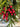 Norfolk Pine and Berry Mini Swag for Christmas - TwoInspireYou