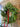 Norfolk Pine Mini Wreath for Christmas, Set of 2 - TwoInspireYou