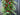Holiday Cascade Swag with Holly and Pinecone - TwoInspireYou