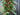Holiday Cascade Swag with Holly and Pinecone - TwoInspireYou
