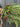 Evergreen Angel Wings Swag Wreath - TwoInspireYou