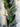 Winter Pinecone and Bay Leaf Forest Garland - TwoInspireYou