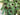 Spruce Pine Garland - TwoInspireYou