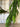 Norfolk Pine Garland Natural Touch Winter Greenery - TwoInspireYou