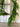 Norfolk Pine Garland Natural Touch Winter Greenery - TwoInspireYou