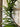 Norfolk Pine Garland Natural Touch Winter Greenery - TwoInspireYou