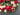 Christmas Red and Cream Peony Wreath with Red Berries - TwoInspireYou