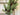 Spruce Pine Garland - TwoInspireYou