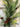 Mixed Georgia Pine Garland with Pinecones - TwoInspireYou