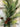 Mixed Georgia Pine Garland with Pinecones - TwoInspireYou