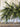 Deluxe Appalachian Pine Garland - TwoInspireYou