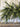 Deluxe Appalachian Pine Garland - TwoInspireYou