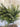 Deluxe Appalachian Pine Garland - TwoInspireYou