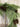 Long Needle Pine Christmas Garland - TwoInspireYou