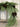 Long Needle Pine Christmas Garland - TwoInspireYou