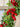 Holly Berry Garland - TwoInspireYou