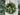 Festive Norfolk Pine Wreath with Gold Bells - TwoInspireYou