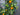 Spring Orchard Oranges & Blueberries Wreath - TwoInspireYou