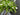 White Real Touch Tulip & Fern Bouquet in Basket, Mother's Day Tulip Bouquet - TwoInspireYou