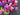 Pink and Purple Tulip Bucket Wreath for Spring, Front Door Galvanized Container with Tulips - TwoInspireYou