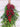 Evergreen Hanging Mistletoe with Red Berries & Natural Jute Wrap - TwoInspireYou