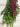 Evergreen Hanging Mistletoe with Red Berries & Natural Jute Wrap - TwoInspireYou