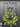 Spring Boxwood Wreath - Boxwood, Magnolia and Tulips Wreath - TwoInspireYou