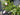 Spring Boxwood Wreath - Boxwood, Magnolia and Tulips Wreath - TwoInspireYou