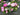 Pink Peony Wreaths 24" for Outside Front Door, Wreaths with Boxwood and Year Round Display - TwoInspireYou