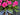 Pink Geranium Basket Wreath - TwoInspireYou
