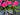 Pink Geranium Basket Wreath - TwoInspireYou