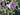 Hoppy Home Lavender Lilac Wreath - TwoInspireYou