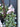 Bunny Hop Eucalyptus Wreath with Pink Ranunculus - TwoInspireYou