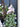 Bunny Hop Eucalyptus Wreath with Pink Ranunculus - TwoInspireYou