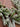 Frosted Jack Pine Winter Garland - TwoInspireYou