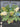Large Blue and Green Hydrangea Garden Basket Wreath - TwoInspireYou
