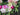 Summer Burst Wreath with Dahlias, Peonies & Magnolia Flowers - TwoInspireYou
