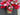 Valentine's Day Red and Pink Tulip Bucket Wreath - TwoInspireYou