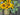 Summer Sunflower and Forget-Me-Not Garden Bucket Wreath - TwoInspireYou