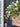 Spring Tulips Basket for Front Door - Tulips and Lily of the Valley Basket Wreath, Cascading Ivy - TwoInspireYou