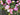 Pink Bubblegum Peony Wreath – Spring Wreath with Lush Peony Leaves - TwoInspireYou
