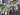 Bay Leaf, Eucalyptus & Tulip Wreath with Lamb's Ear – Spring Wreath - TwoInspireYou