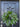 Lavender Tulip Wreath - Natural Touch Lavender Tulip Wreath for Front Door - TwoInspireYou