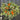 Summer Oranges Citrus Wreath - TwoInspireYou