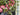 Pink Garden Peony Wreath with Cascading Variegated Greenery - TwoInspireYou